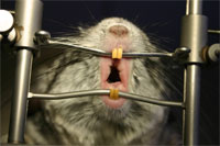 Abb-1-Chincilla-1 Abb-1-Chincilla-1