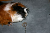 Abb-11-Rö-Meerschweinchen-K Abb-11-Rö-Meerschweinchen-K