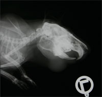 Abb-12--Rö-Meerschweinchen- Abb-12--Rö-Meerschweinchen-