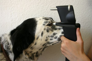 Augendruckmessung beim Hund