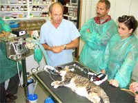 Inhalationsnarkose Katze Monitoring