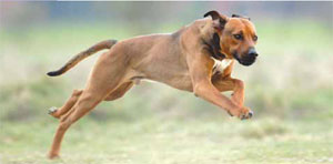 Einreisebestimmungen f�r Hunde und Katzen
