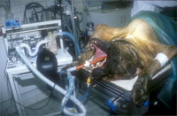 Komesaroff Narkosegerät Anästhesie sehr großer Hund