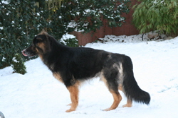 DBO Hund Marlo im Schnee