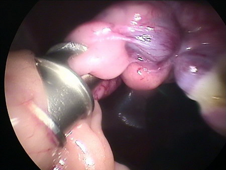 Endoskopische Kastration Hund Ovar Auszug