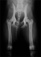 Vor-Röntgen Junghund Vor-Röntgen Junghund