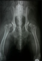 HD luxierte Oberschenkelköpfe HD luxierte Oberschenkelköpfe