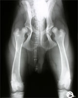 HD Subluxation beim Junghund HD Subluxation beim Junghund