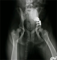 HD Subluxation beim Junghund nach DBO HD Subluxation beim Junghund nach DBO