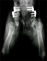 DBO Kontrollröntgen nach 6 Monaten DBO Kontrollröntgen nach 6 Monaten