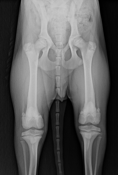 HD Frhdiagnostik beim Welpen