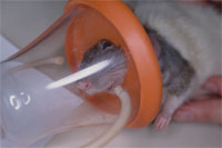 Hamster Inhalationsnarkose