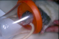 Inhalationsnarkose mit Maske beim Hamster Inhalationsnarkose mit Maske beim Hamster