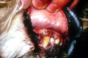 Schleimhautkontrolle Schleimhautkontrolle