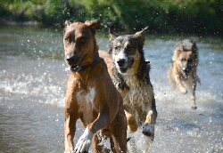 DBO bei HD Hunden lebenslang voll belastbar