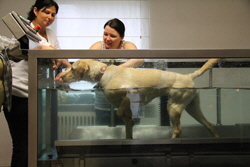 Lucy auf dem Unterwasserlaufband