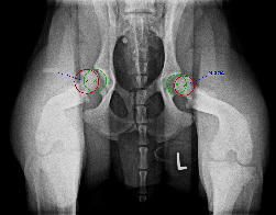 PennHIP Rntgen Distraktionsindex bei HD