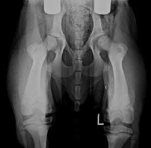 HD Frhdiagnostik beim Welpen Distraktionsaufnahme