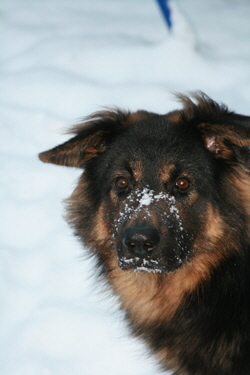 DBO Hund Marlo OP 2009