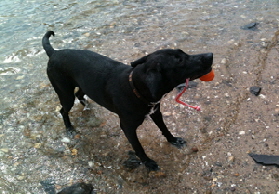 DBO Hund Nala im Wasser