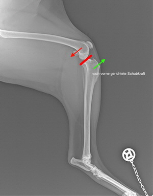 TTA Tibia Slope und Cranial Tibial Thrust